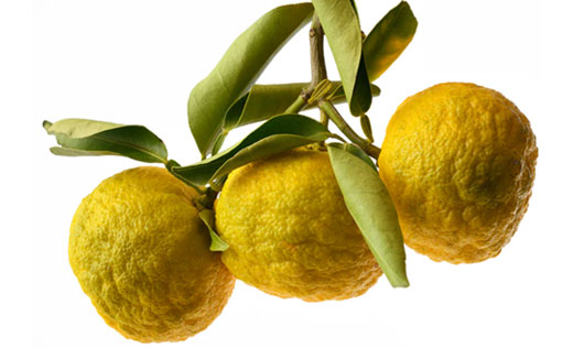 YUZU